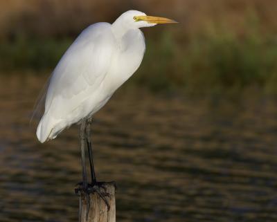 Egret-Standing.jpg