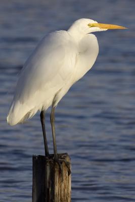 Egret-Standing2.jpg