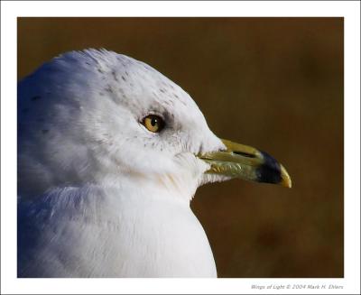 Portrait of Ring-Billed Gull
