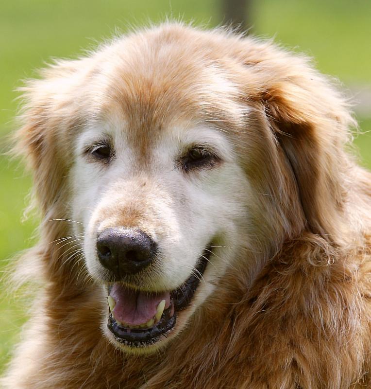 Ernie at 11