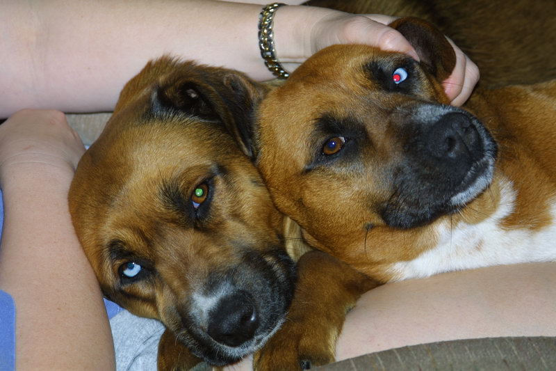 Christmas Dogs...