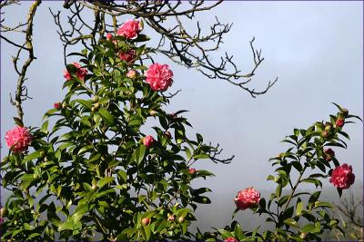 camellia in the mist