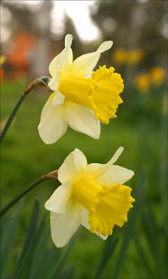 daffies1.jpg