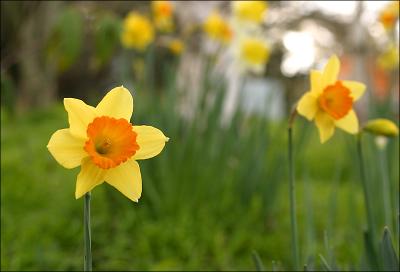 daffies2.jpg