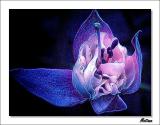 Fuchsia Version IV