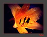 Hemerocallis