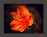 Alstroemeria