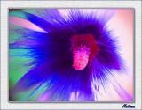 Explosion of Colours