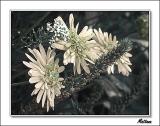 Argyranthemum