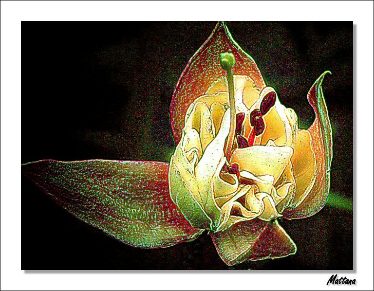 Fuchsia Version II