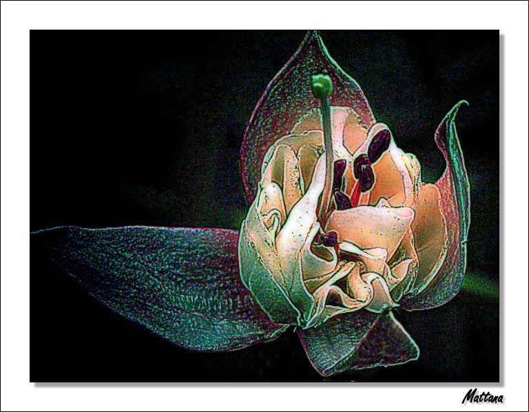 Fuchsia Version III