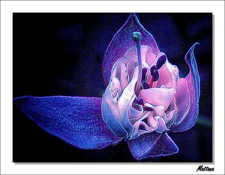 Fuchsia Version IV