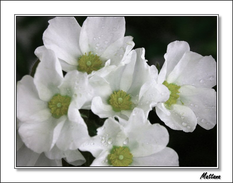 Rock Rose