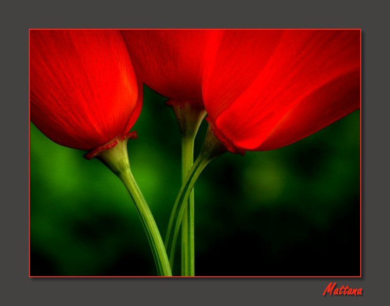 California Poppy