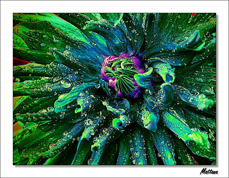 Dahlia IV