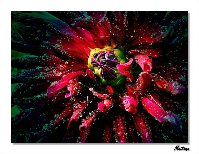 Dahlia III