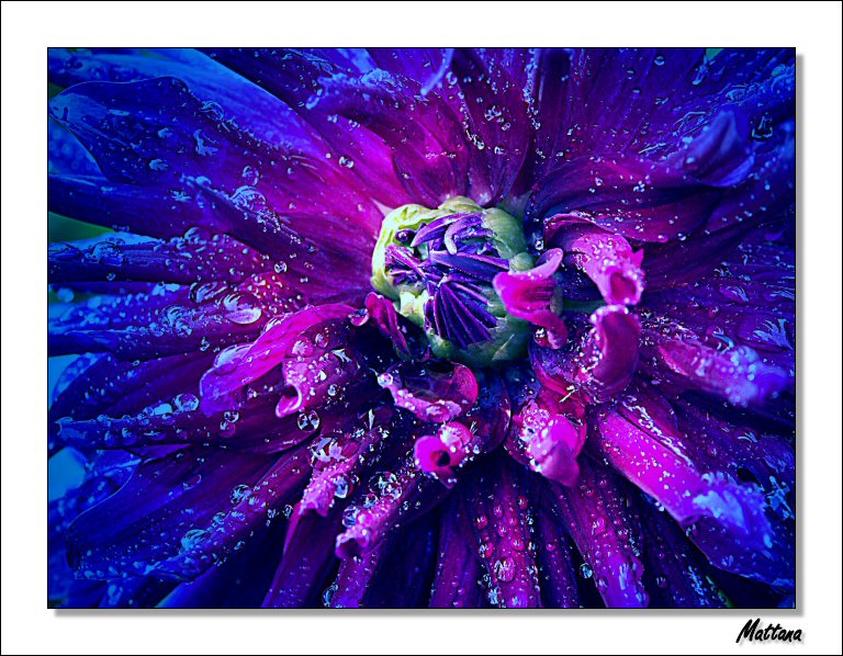 Dahlia I