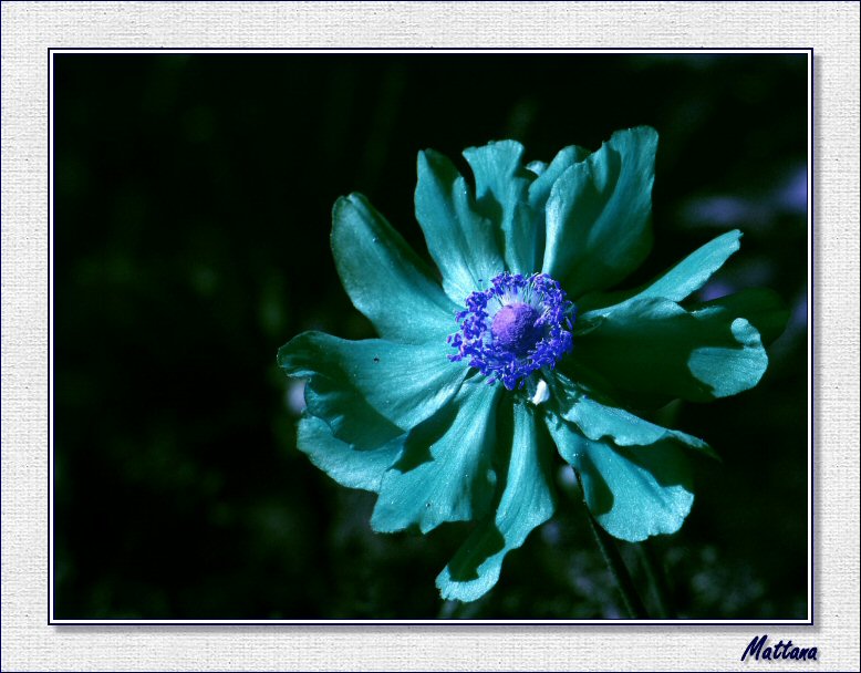 Anemone Konigin Charlotte