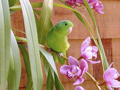 Peapod in the orchids