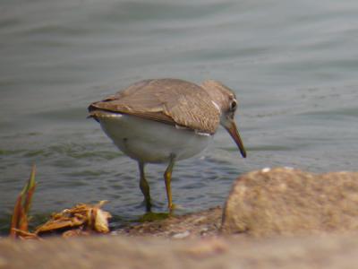 Spotted Sandpiper