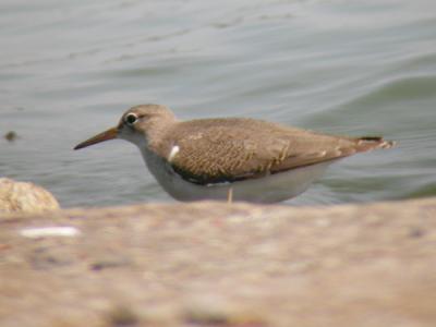 Spotted Sandpiper