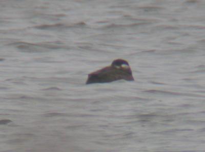 Surf Scoter