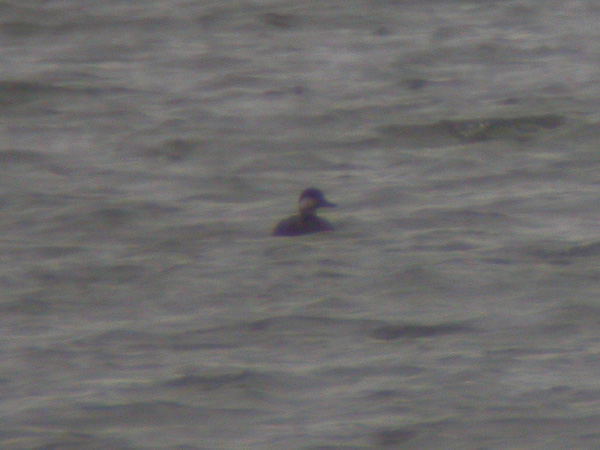 Black Scoter