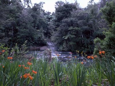 Babbling Brook