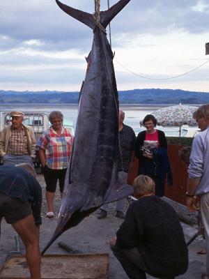 Weighing the Marlin
