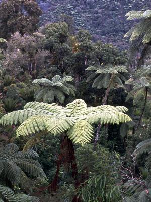 Fern Trees