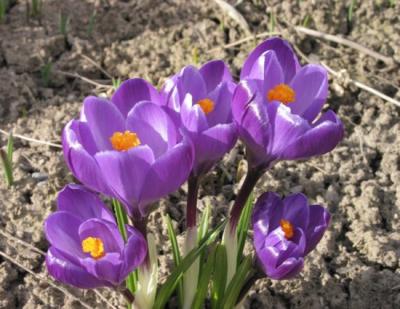 crocus1.jpg