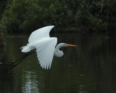 u8/mcveed/medium/37514149.HERON_3436.jpg