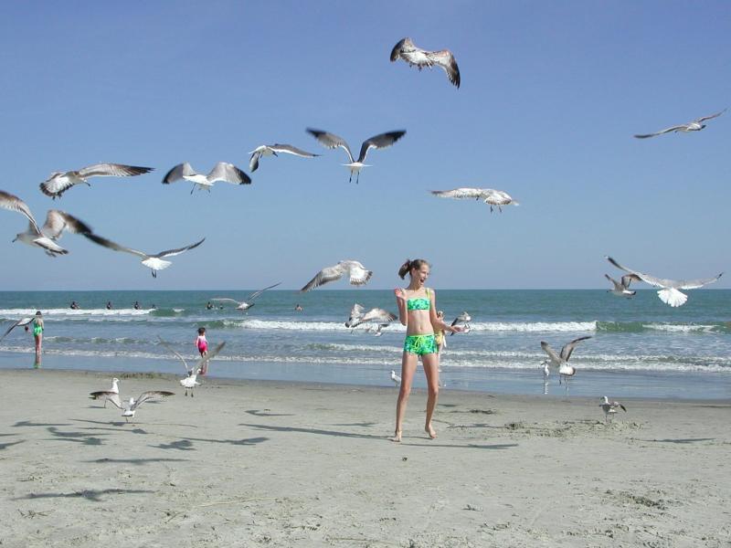 Grateful,  yet hungry seagulls flock to Sarah