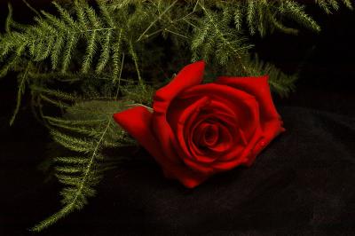 Studies of a Dead Rose