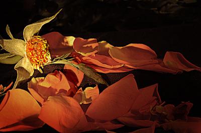 u8/medoras/medium/37343215.Orangedeceased.jpg