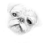 Jake The Pug - High Key Sketch