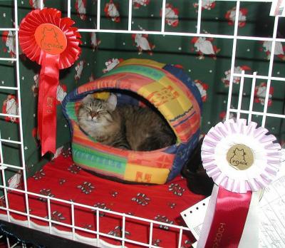 Essi has Christmas decoration in her show pen