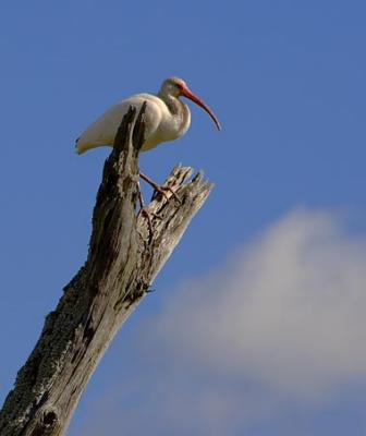 White Ibis 1307