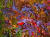 Multicolored Leaves