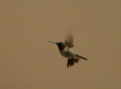 Hummer1