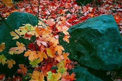 autumn leaves 4.jpg