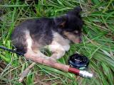 cissy napping on fishing trip