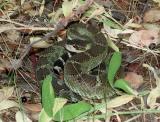 Pacific rattlesnake