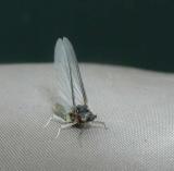 Caenis mayfly - Lake Almanor, California
