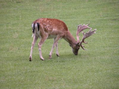 Powis Castle
