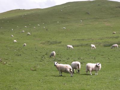 Clywedog