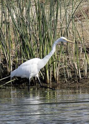 Great White Egret