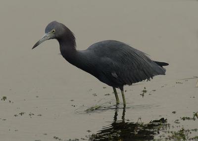LB Heron