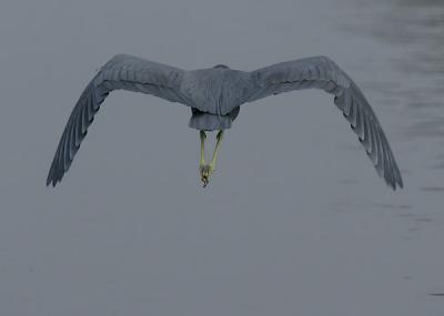 LB Heron fly away