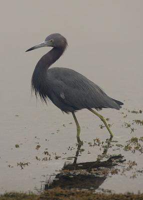 Little Blue Heron